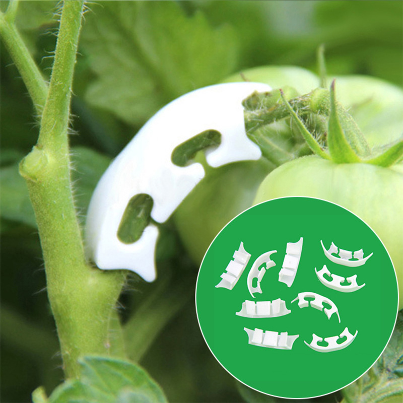 50/100pcs Botany-stem Vine Str - Gardening Tools Range ulasan dan harga