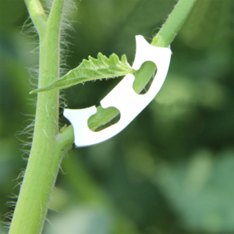50/100pcs Botany-stem Vine Str - Gardening Tools Range ulasan dan harga
