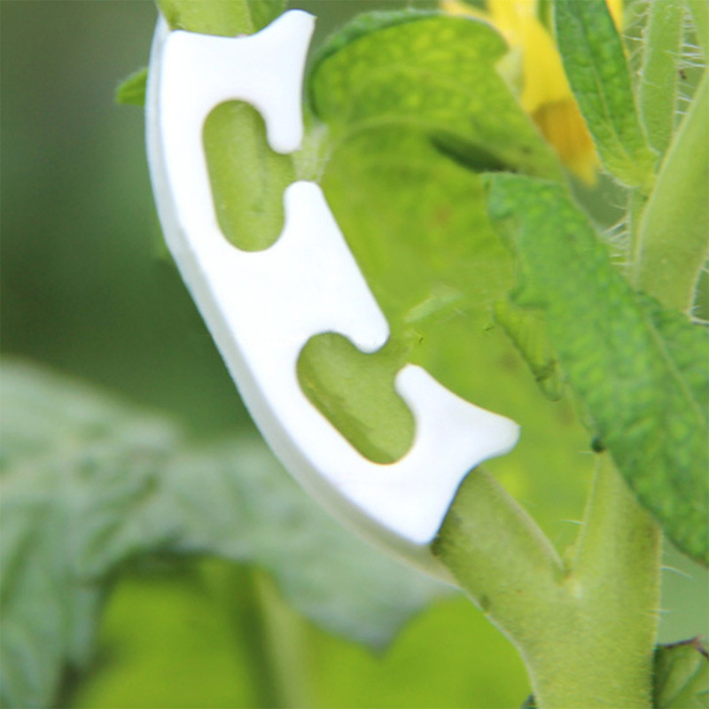 50/100pcs Botany-stem Vine Str - Gardening Tools Range ulasan dan harga